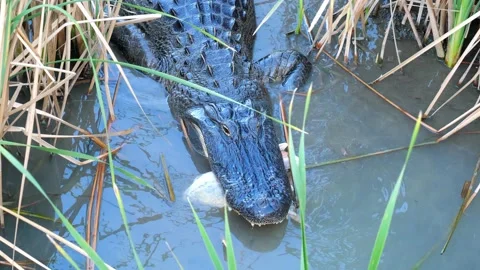Alligator, with a dead fish carcass in its jaws, walks in marsh water. Stock Footage 141836860