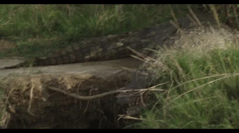 Alligator Dives Stock Footage 31880081