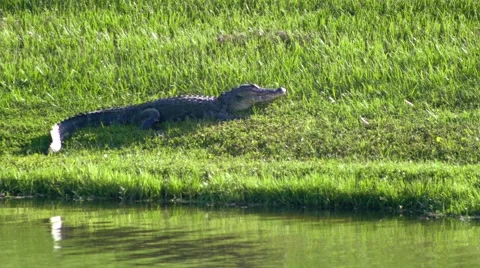 An alligator dives into the water, 4K Stock Footage 52760308