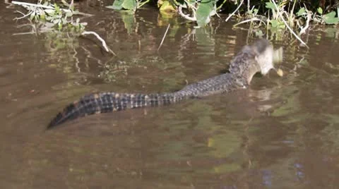 Alligator Eating A Fish Stock Footage 10564237