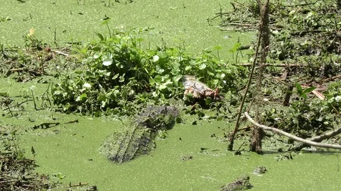 Alligator eating a fish Stock Footage 74924848