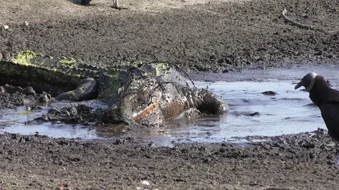 Alligator eating fish Stock Footage 75551947