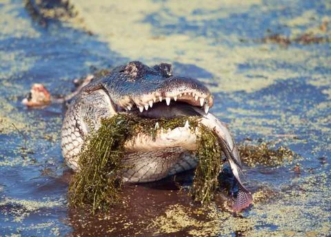 Alligator eating a large fish Stock Photos