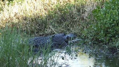  alligator eating a large softshell turtle 스톡 동영상 109466739