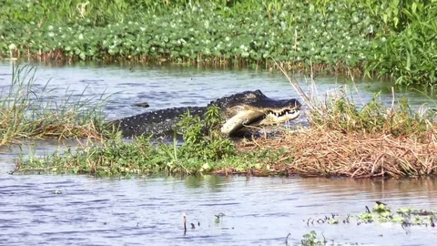 Alligator eats a big fish Stock Footage 74695069