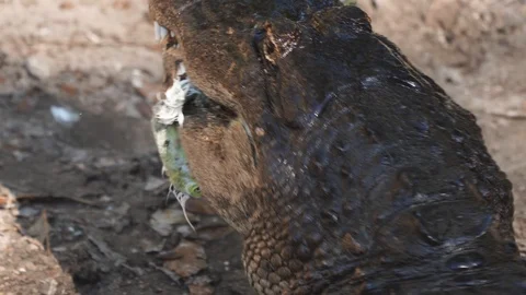 Alligator Eats Bird Vídeo Stock 107488919