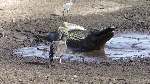 Alligator eats fish in a drying pond Stock Footage 75606500
