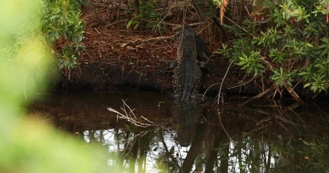 Alligator eats lunch by waters edge in Savannah, GA Stock Footage 88636602