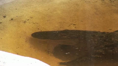 Alligator Emerging From The Water Stock-Footage 19031458