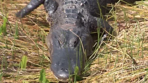 Alligator escaping into water Stock Footage 93225974