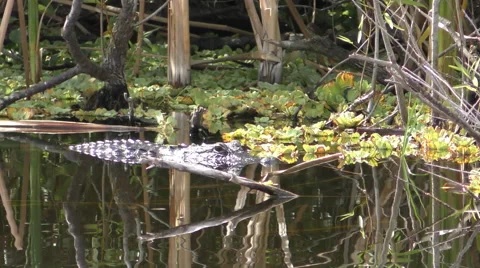 Alligator in the Everglades 4K Stock Footage 49044274