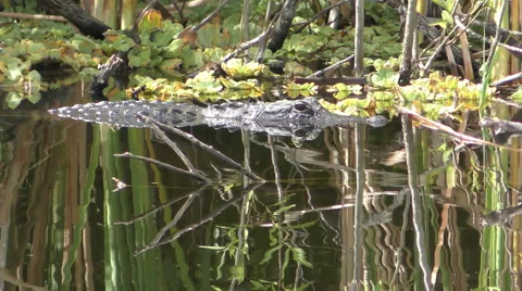 Alligator in the Everglades in 4K Stock Footage 49493533