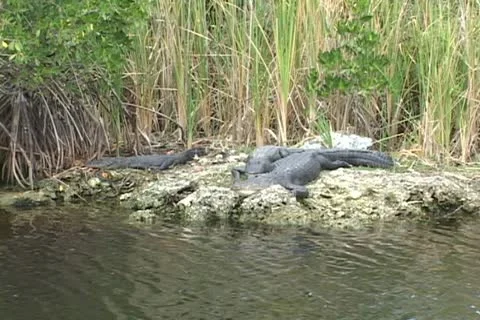 Alligator Everglades Stock Footage 12628087