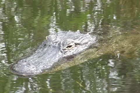 Alligator Everglades Stock Footage 12628093