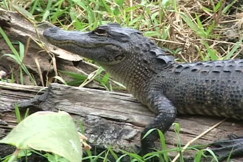 Alligator Everglades Stock Footage 12628099