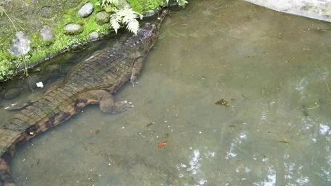 Alligator in the everglades Stock Footage 253277620