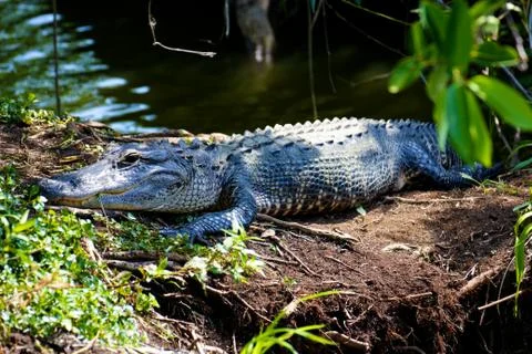 Alligator in the Everglades Foto stock