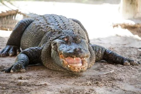 Alligator  everglades Stock Photos