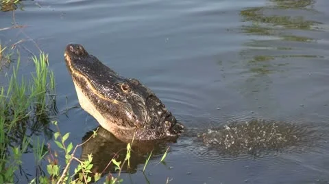 An alligator in the Everglads raises his head. Stock Footage