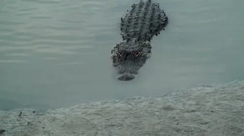 Alligator evil stare Stock Footage 32858604