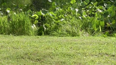 Alligator exits water Stock Footage 131885497