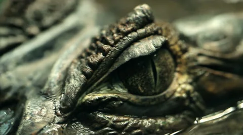 Alligator Eye Closeup 库存影片 60924210