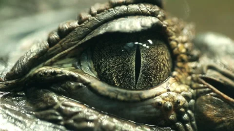 Alligator Eye Closeup Stockbeeldmateriaal 60942620