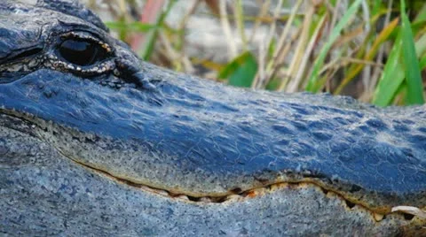 Alligator Eye Video stock 12574473