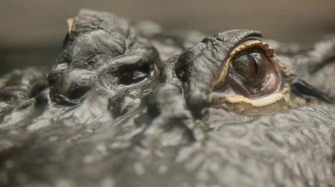 Alligator eyes close up Stock-Footage 664995