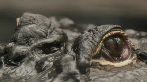 Alligator eyes close up Video stock 665000