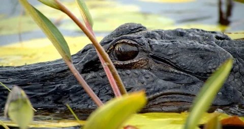 Alligator Eyes, Face, Head Hiding in Swamp Water, Closeup 4K Stock Footage
