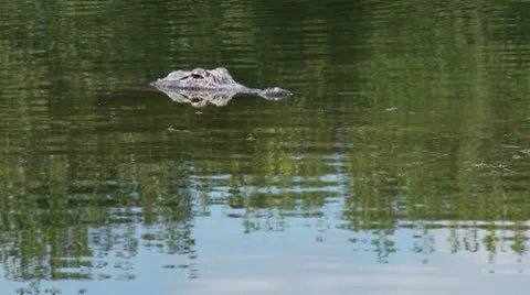 Alligator Eyes Stock Footage 10564246