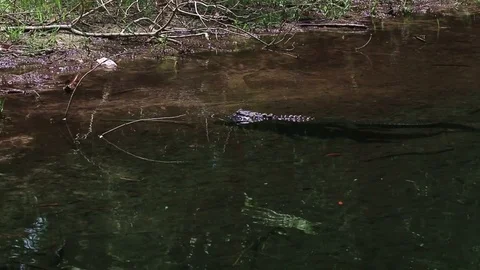Alligator eyes turtle Stock Footage 77110589