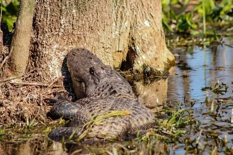 An alligator facing the trunk of a tree, resting its head Stock Photos