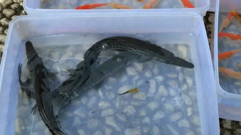 Alligator fish are sold on the side of the road 스톡 동영상 276490540