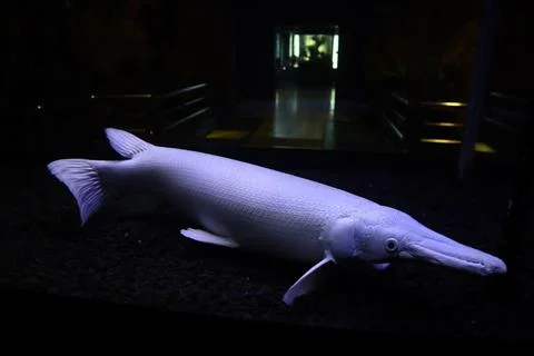 Alligator fish 스톡 사진