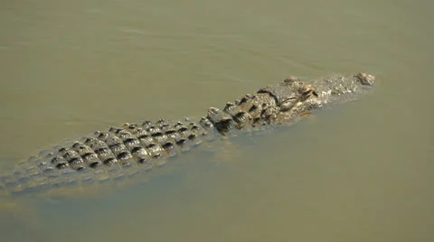 Alligator - floating &amp; diving - 3 shots 動画素材 25571315