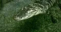 alligator floating HD HD Footage