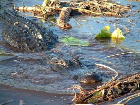 Alligator Floating Stock Photos