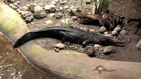Alligator Floating in a Pond 3 Stock-Footage 40967552