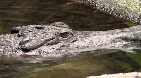 Alligator Floating in a Pond 4 Stock Footage 40968318