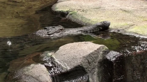 Alligator Floating in a Pond Stock-Footage 40959687