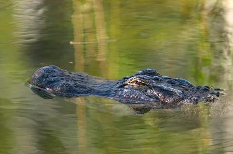 Alligator floating in pond Stock-Fotos
