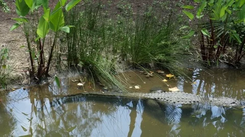Alligator floating underwater Stock Footage 77840949