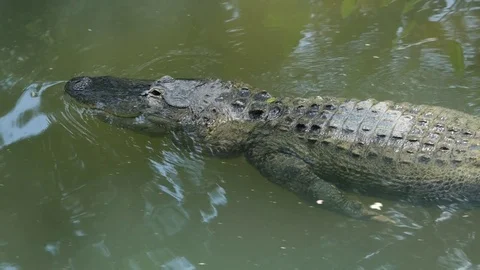 Alligator floating underwater 库存影片 77841055