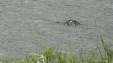 Alligator floats with buzzing dragon flies grass in foreground Stock Footage 11809087