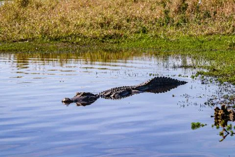 Alligator floats in calm marsh water Stock Photos