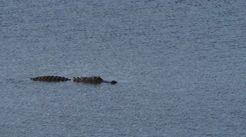 An alligator floats with the current, 4K Stock Footage 59105876