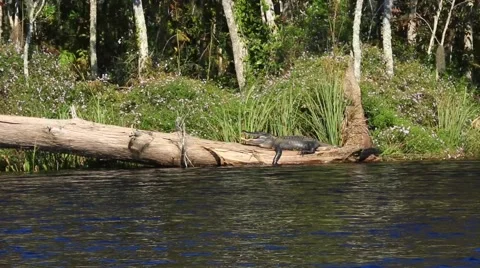 Alligator Florida big on log Stock Footage 60178720