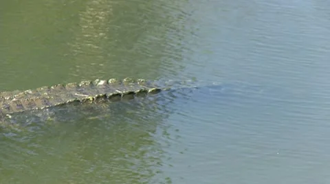 Alligator in Florida Stock Footage 12375867
